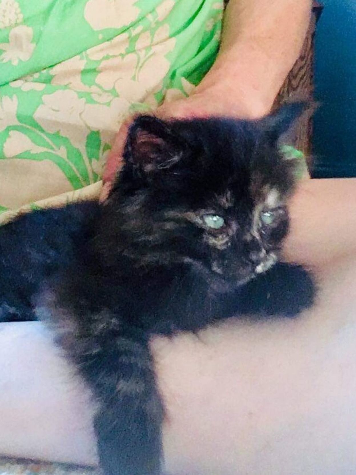 Adopt a Pet | Calliope